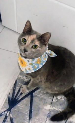 Dişi kısır aşırı uysal 9 aylık fotoğraf