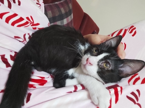 ÇOK ACİL YUVAYA İHTİYACI VAR fotoğraf