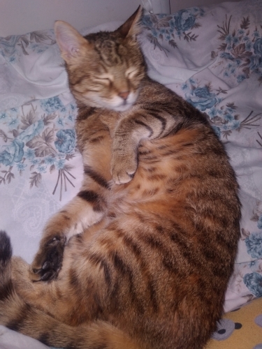 Geçici ucretli bakım fotoğraf