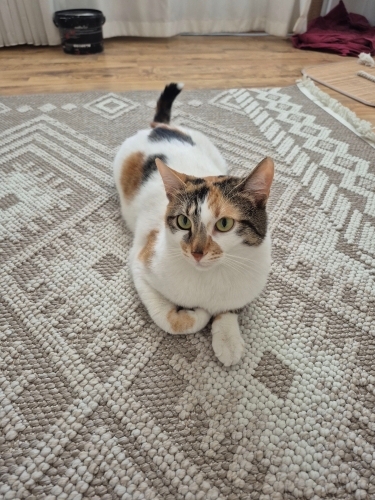 Kendini sevdiren adı gibi bal bir kız fotoğraf