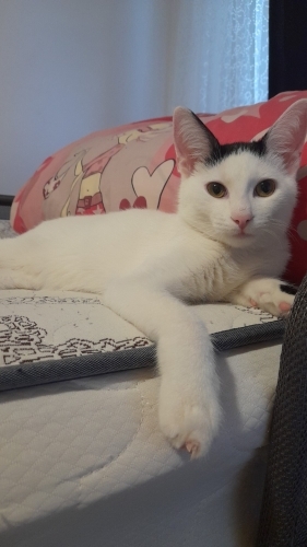 İZMİR PIRIL PIRIL AŞILARI TAM. ÇİPLİ. ÖMÜRLÜK YUVASINI ARIYORUZ fotoğraf