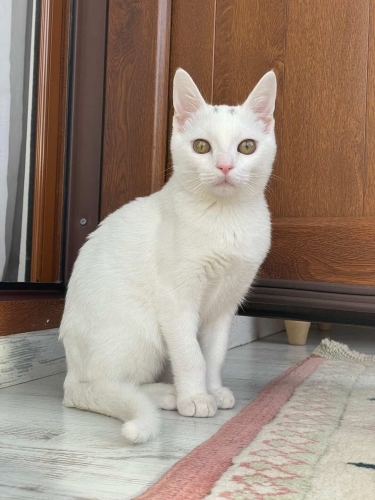 AŞILARI TAM,ÇİPLİ VE KISIR ANKARA KEDİSİ ‼️ fotoğraf