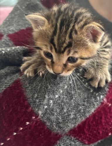 Minik Motor – 3 Haftalık Erkek Yavru Kediye Sıcak Bir Yuva Arıyoruz 🐾 fotoğraf