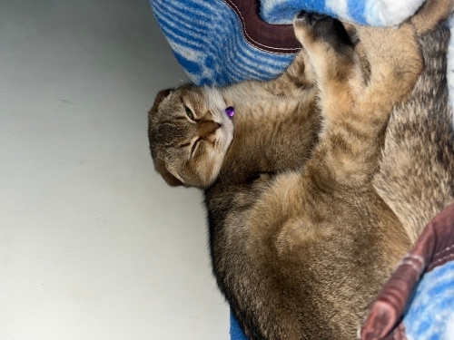 Sakin sessiz kedimize ömürlük yuva fotoğraf