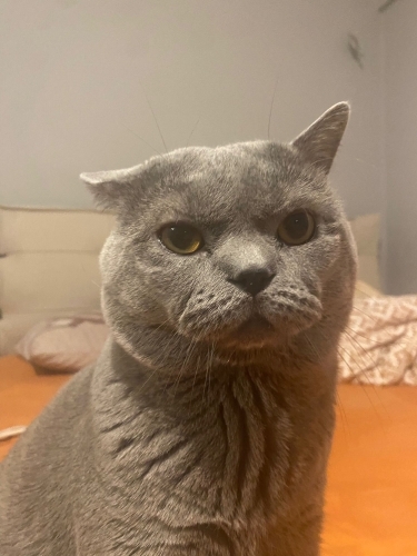 2.5 yaşında Uysal dumana yuva olun fotoğraf