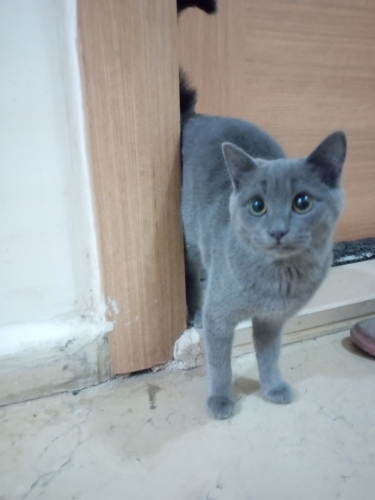 British kedi Şırnak içi sahiplendirmek istiyoruz fotoğraf