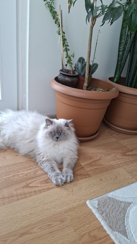 British blue point fotoğraf