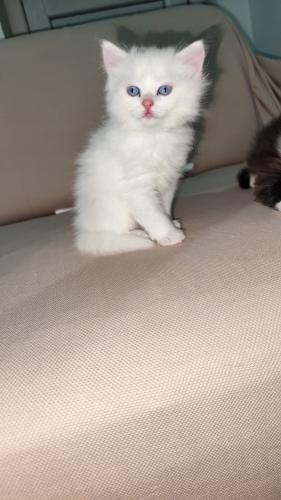 Maviş ve kardeşlerine yuva arıyoruz fotoğraf