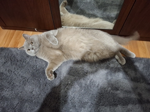 💛 Yulaf’a Gerçek Bir Aile Arıyoruz. fotoğraf