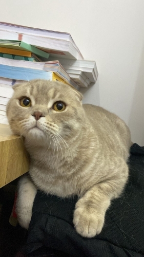 MİNİK DUMANIMIZI ÜCRETSİZ SAHİPLENDİRİYORUZ fotoğraf