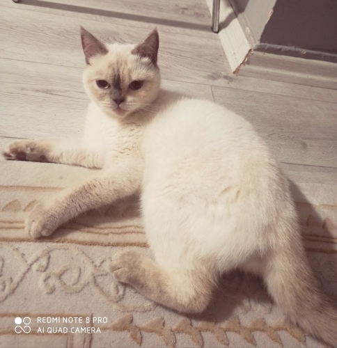 Maskeli kızımıza yuva arıyoruz 🥰 fotoğraf