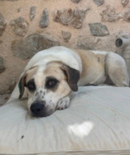 ( BEAGLE +LABRADOR) MELEZİ ‼️KISIR‼️ fotoğraf