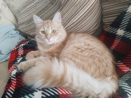 Kısır, Sarman güzele yuva fotoğraf