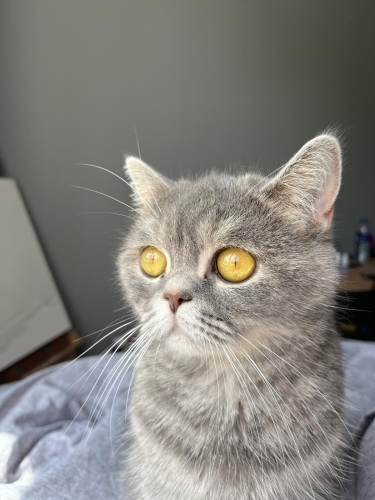 güzel huylu kedimiz yeni yuvasını arıyor fotoğraf