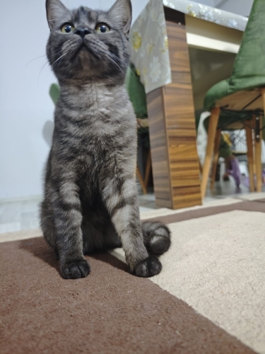 Yakışıklı oğlumuza yuva fotoğraf