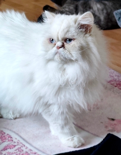 Prenses Diana'ya yuva fotoğraf