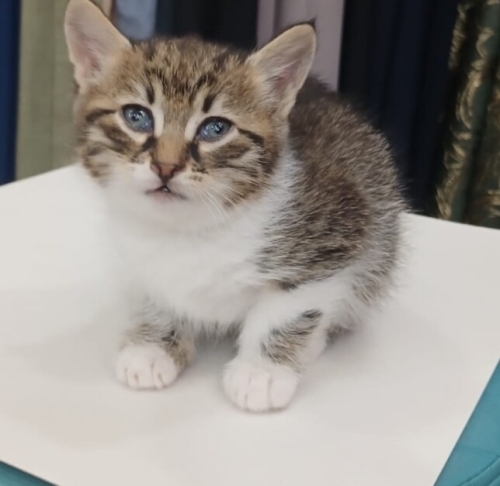 Mini minnak puaça fotoğraf