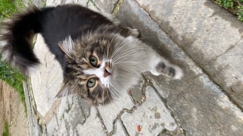 Çok tatlı, konuşkan, yumak fotoğraf
