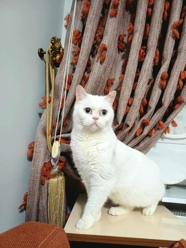 Salep kızımız yuva arıyor fotoğraf