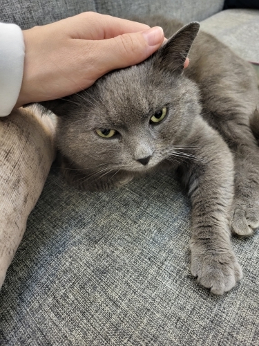 Baron ömürlük yuvasını arıyor fotoğraf