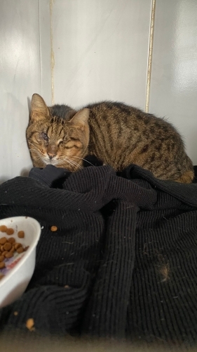 ÇOK ACİL KÖR KEDİYE YUVA fotoğraf