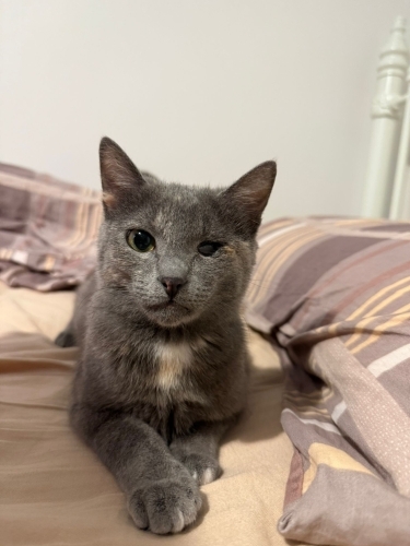 En az tüy döken, yemyeşil gözlü, uysal, gri Russian Blue melezi fotoğraf