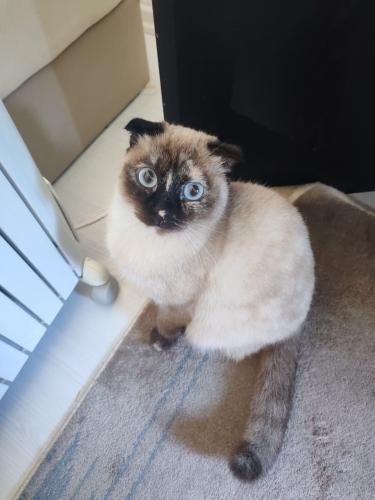 Çok akıllı uysal ve oyuncu bir kedi fotoğraf