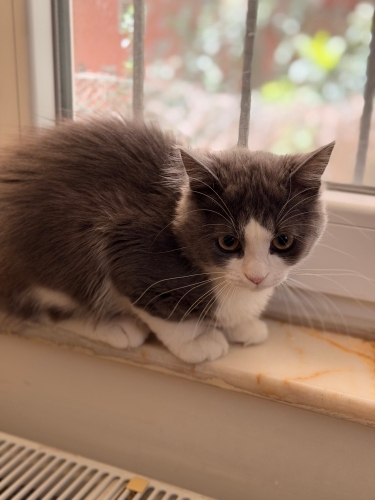 Sokkak terk edilmiş 4 aylık fotoğraf