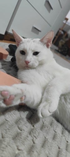 ÖMÜRLÜK YUVASINI ARIYOR fotoğraf