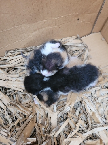 Yeni Doğmuş Yavru kediler fotoğraf