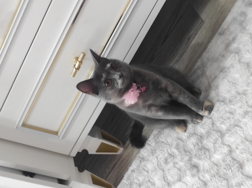 Uysal sakın british tekir kirmasi kedimiz fotoğraf