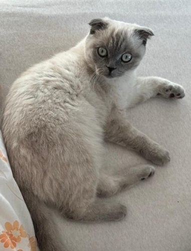 Acil yuva aranıyor fotoğraf