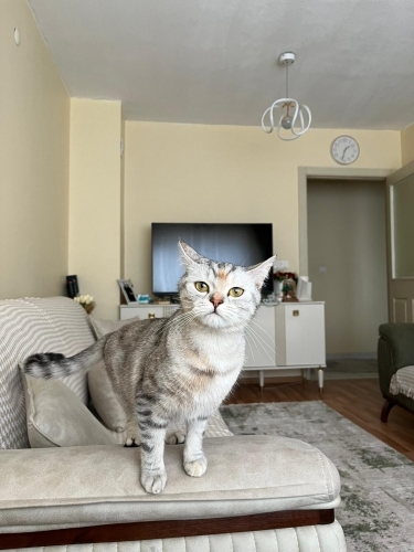 Çok sevecen sosyal oyuncu kedimiz fotoğraf