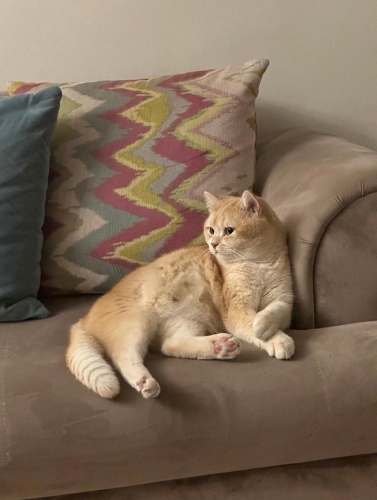 Yakışıklı British fotoğraf