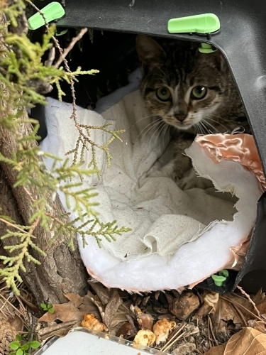 Acil Yuva Aranıyor Engelli Kedi fotoğraf