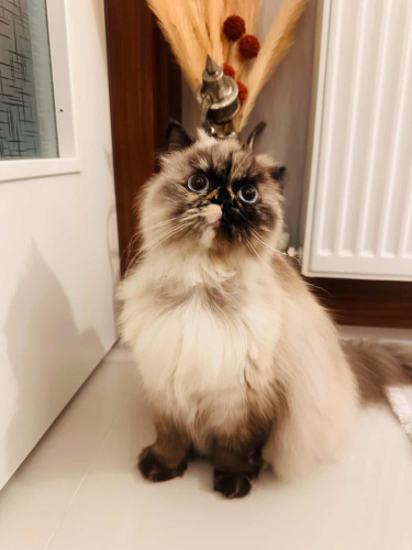 SAHİBİ TARAFINDAN İSTENMEYEN SUSHI SOKAĞA ATILMAK ÜZERE – ACİL ÖMÜRLÜK YUVA fotoğraf