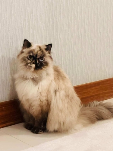 EXCOTİC SORTHAİR BLUE POINT ‼️KISIR‼️ fotoğraf