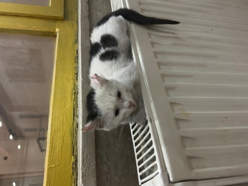 ÖLMEKTEN SON AN DA KURTARILDI SICAK BİR YUVA ARIYOR fotoğraf