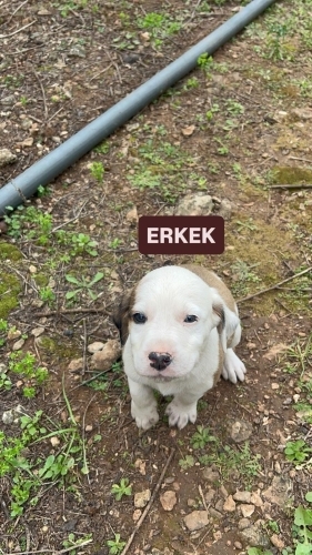 ‼️‼️Acil Yuva Antalya ‼️ fotoğraf