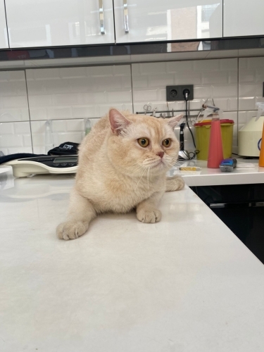 Besleme alanına atılan cins kediye yuva olun fotoğraf