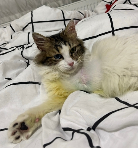 Bir Bacağımı Kaybettim… Ama Umudumu Kaybetmek İstemiyorum fotoğraf