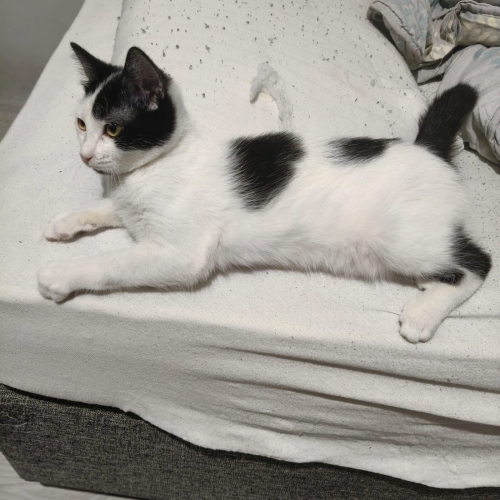 Evdeki diğer kedilerden dayak yiyor fotoğraf