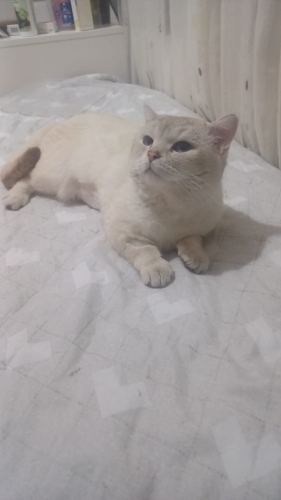 Beyaz yumuşak huylu erkek kedi yuva arıyor fotoğraf