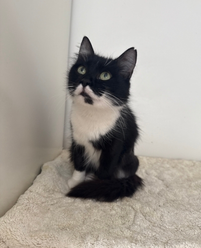 Sevgi dolu bir kedi fotoğraf