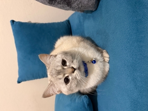 Manga ömürlük yuva arıyor. fotoğraf