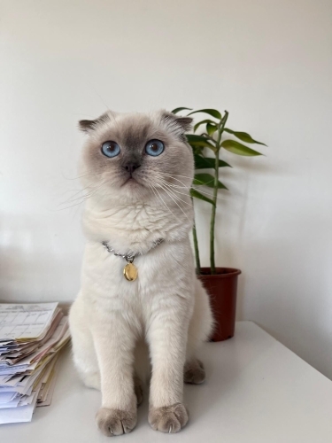 Uysal kücük kızz Elsa 🥹 fotoğraf