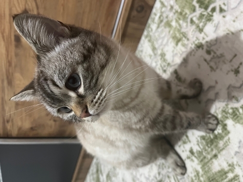 Kurabiye canavarı fotoğraf