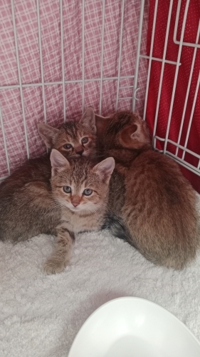 1.5 aylık prensesler tek tek yuva ariyor fotoğraf