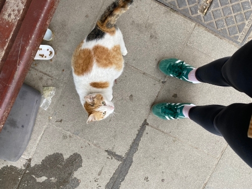 Uysal, sıcak kanlı fotoğraf