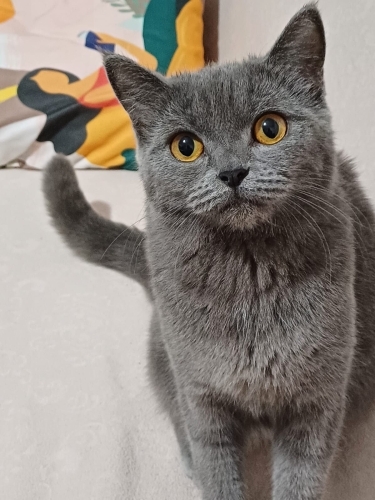 Çok uysal sevimli. Kendine Aile arıyor. 1 yaşında dişi. fotoğraf